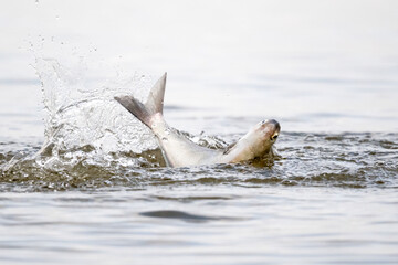 Fototapeta premium Fish splashing at the water surface.