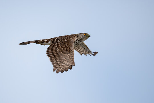 Accipiter hawk gliding against the sky.