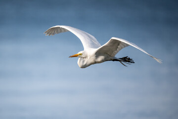 Obraz premium Great egret in flight