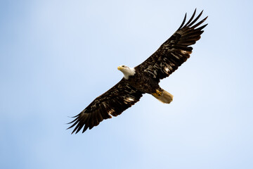 Obraz premium Adult bald eagle gliding in open sky