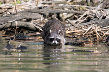 Raccoon foraging in shallow water © DrN8
