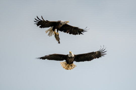 Two adult bald eagles facing the camera in flight fighting over a fish in natural light.