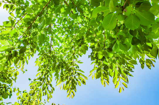 Fresh greenery