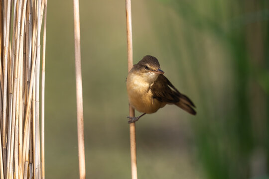 Great Reed Warbler Perched on A Reed  