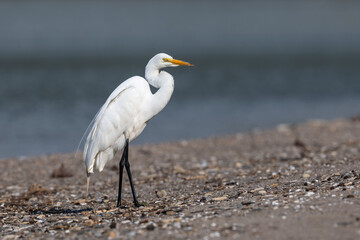 Obraz premium great egret standing on a beach.