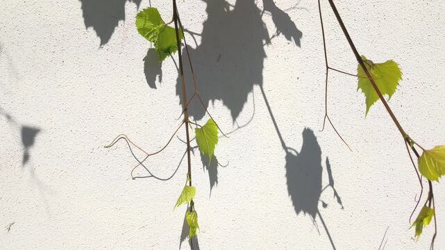 Vibrant green grapevine leaves, Vitis vinifera, cast sharp, dark shadows onto textured white wall. Interplay of real foliage and bright sunlight silhouettes creates organic, minimalist pattern
