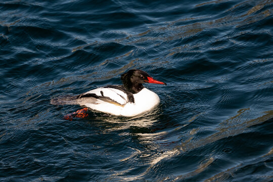 Male common merganser on dark water.
