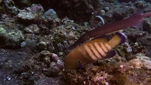 hunting behavior between a Peacock Grouper (Cephalopholis argus) and a Chinese trumpetfish