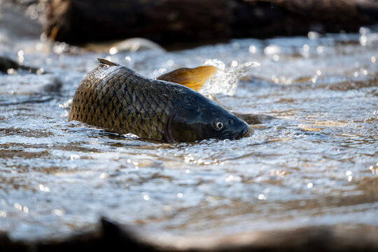 Common carp in shallow water.