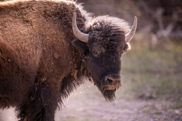 Close portrait of a bison bull. © DrN8
