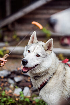 a happy siberian husky sleddog during autumn time and sausage