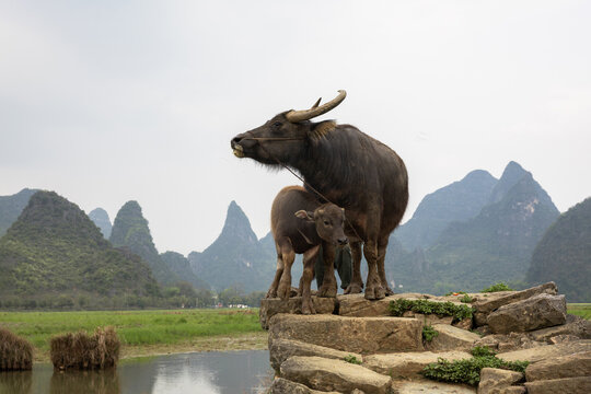 A pair of Asian water buffaloes (Bubalus bubalis) standing on a stone elevation.