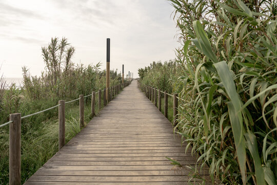Wooden boardwalk through coastal vegetation in soft natural light
