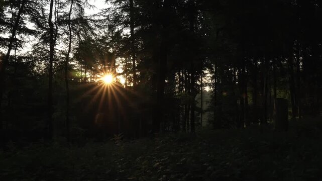 Waldweg mit warmem Sonnenlicht zwischen hohen Baumst&auml;mmen