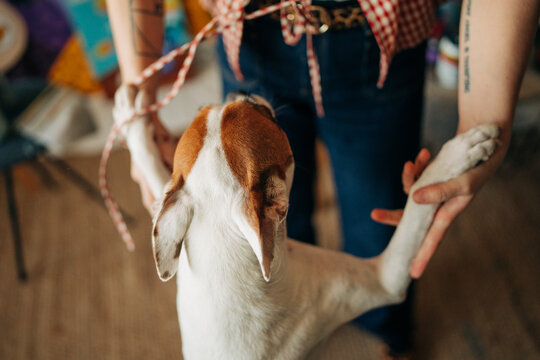 Woman holding dog paws while playing in creative studio