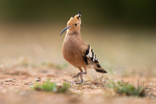 Common Hoopoe Walking On A Dirt Track  