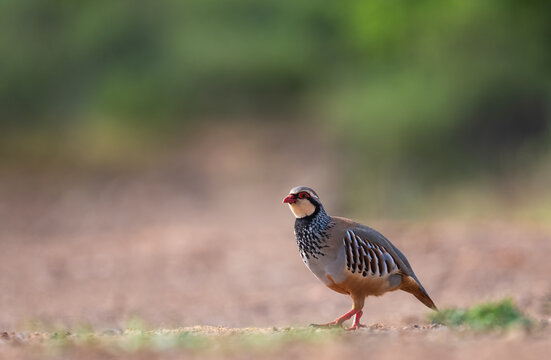 A Red-Legged Partridge Standing On A Dirt Track  