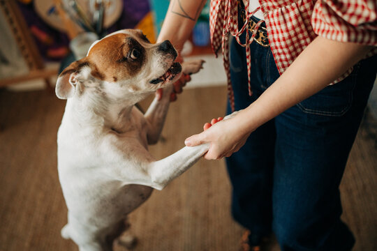 Anonymous woman dancing with her dog at home