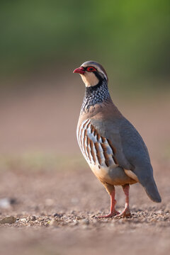 Red-Legged Partridge Vertical Portrait  