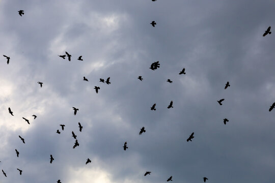 A large flock of black birds circles high in the sky against dense storm clouds. The dynamic flight of crows or rooks creates an ominous and mysterious atmosphere before the start of a heavy downpour 