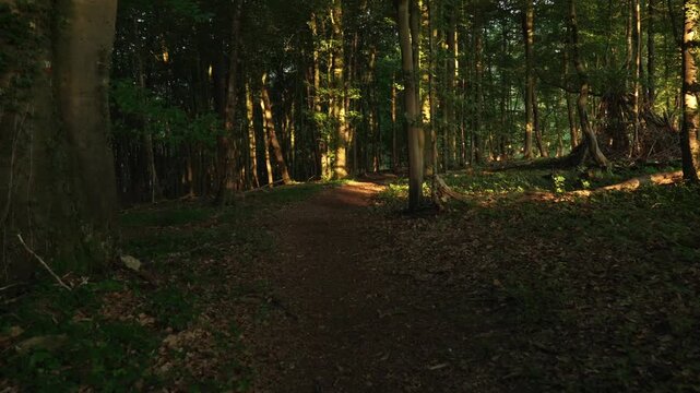 Waldweg mit warmem Sonnenlicht zwischen hohen Baumst&auml;mmen