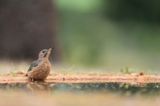 Female Iberian Green Woodpecker On The Ground, Drinking From A Pond  