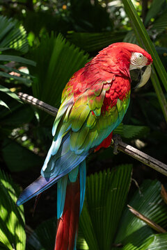 Green-winged macaw