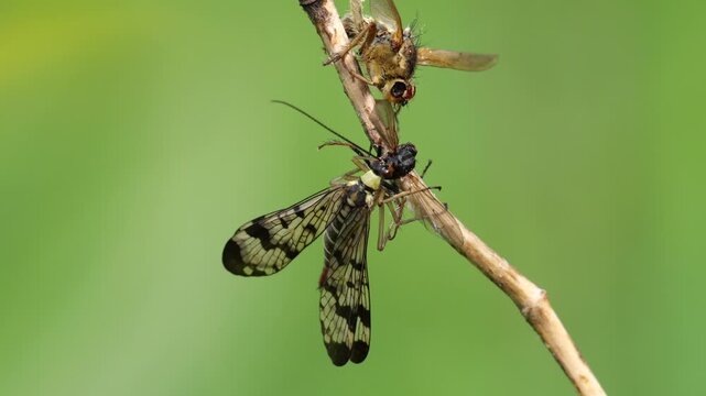 Common scorpionfly (Panorpa sp.), while feeding on a dead insect