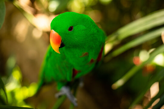Eclectus parrot in natural habitat