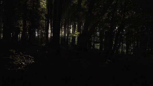Dunkler Wald mit Sonnenlicht zwischen Baumst&auml;mmen