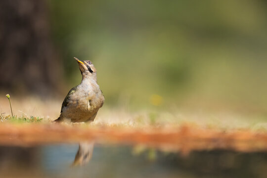 Female Iberian Green Woodpecker Sitting On The Ground Next To A Pond  