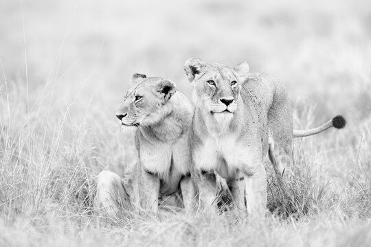 Two Lionesses, Masai Mara, Kenya  