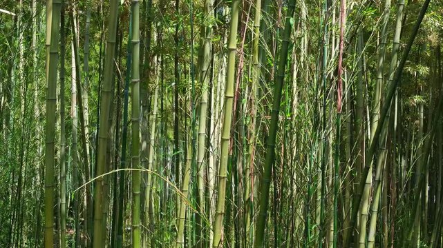 Bamboo grove features tall green stalks with leaves swaying in gentle wind breeze. Horizontal camera movement reveals dense bamboo forest creating peaceful natural background environment.