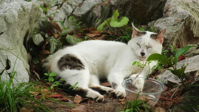 Stray cat sleeps peacefully among rocks and plants in an urban park. Clear plastic bowl nearby indicates someone provides care for the homeless animal in natural outdoor environment.