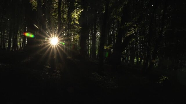 Dunkler Wald mit Sonnenlicht zwischen Baumst&auml;mmen