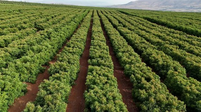 Aerial Wide Drone Panning Left Over Lush Green Orchard Tree Rows on Farm Plantation
