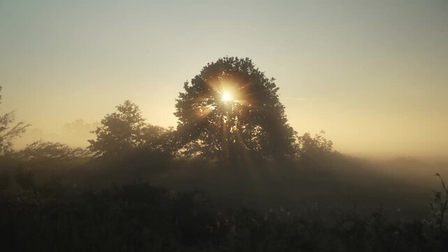 Sonnenaufgang hinter Baum in nebliger Landschaft