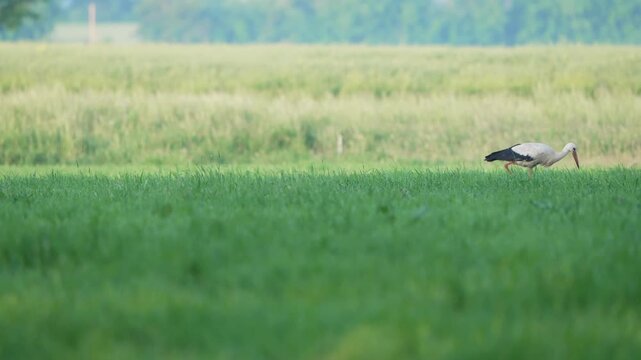 Wei&szlig;storch sucht Nahrung auf gr&uuml;ner Wiese in l&auml;ndlicher Landschaft