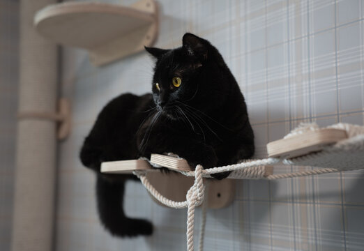 Black cat sitting on wall mounted wooden shelf cat tree complex