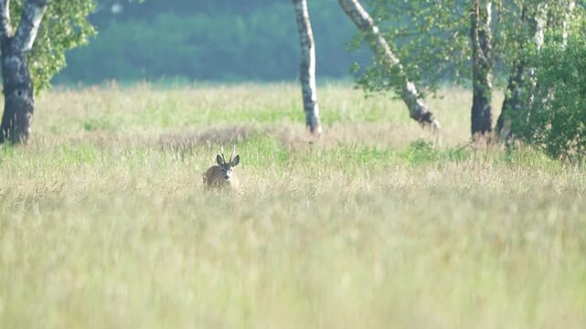 Rehbock steht in hoher Wiese am Waldrand