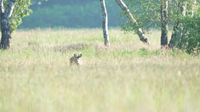 Rehbock steht in hoher Wiese am Waldrand