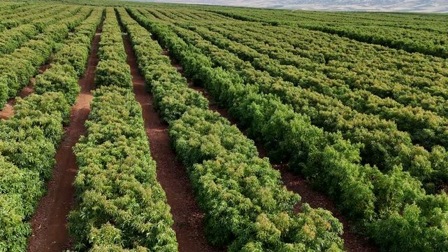 Cinematic Aerial Forward Flight with Slow Right Pan Over Aligned Green Orchard Plantation Vast Agribusiness Horticulture