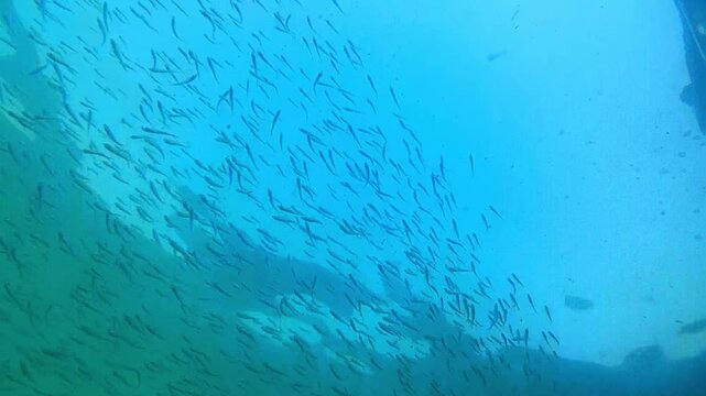 A school of fish in the sea