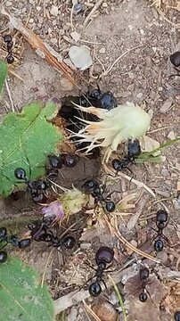 Fourmis au travail &agrave; l'entr&eacute;e de la fourmili&egrave;re
