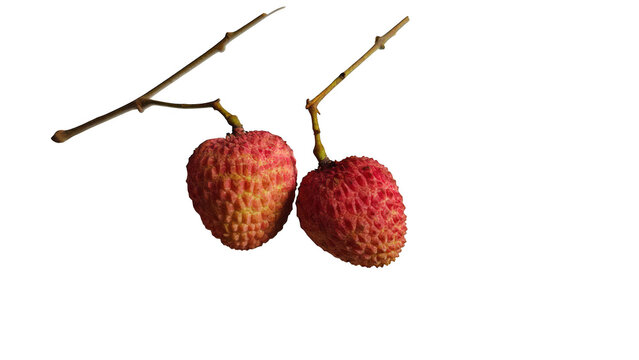 Two red lychee fruits hanging on a tree branch