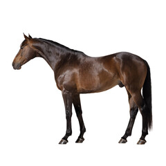 Naklejka premium Realistic Horse Isolated on Transparent Background PNG
