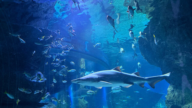 Majestic sand tiger shark swimming with school of fish in large aquarium tunnel