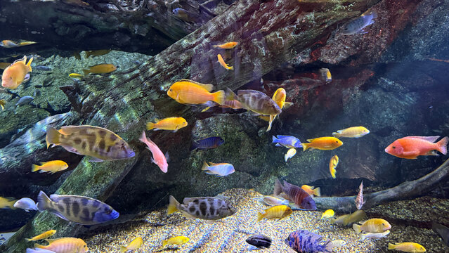 Diverse colorful african cichlid fish swimming around driftwood in aquarium