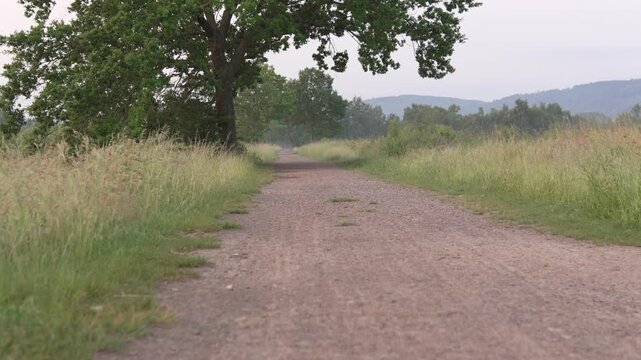 Kiesweg durch wilde Wiesenlandschaft mit B&auml;umen und H&uuml;geln