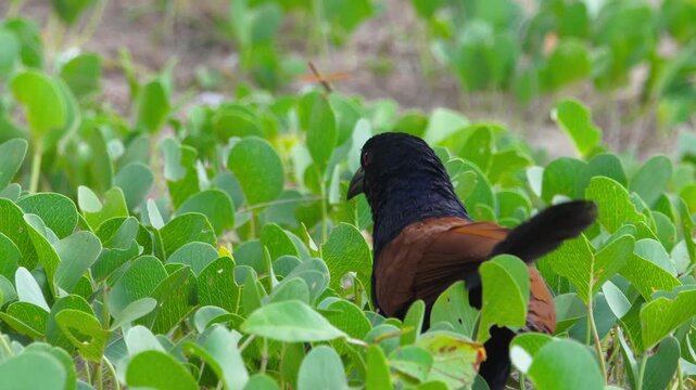 Greater coucal crow pheasant foraging and hunting in lush green coastal morning glory vegetation. Natural daylight, close-up shot, real-time footage.